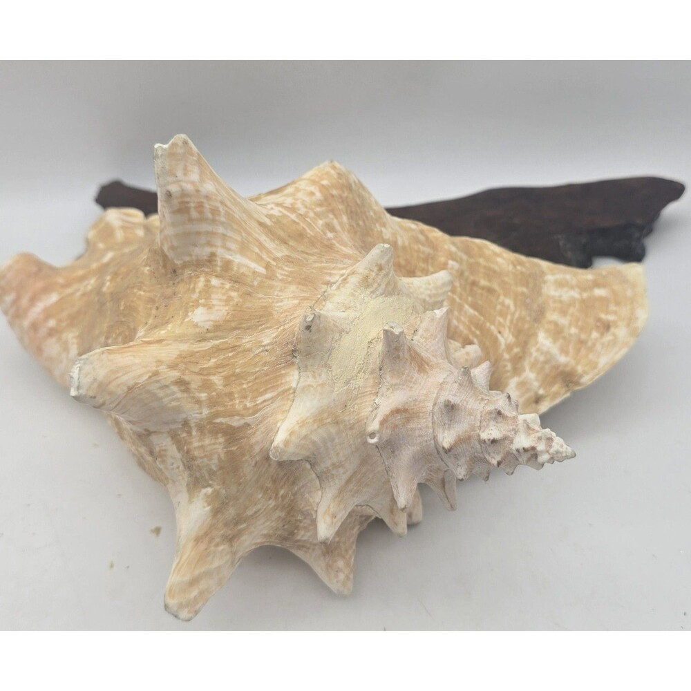 VINTAGE Large Conch Sea Shell Seashell Beach Horn - Picture 3 of 9
